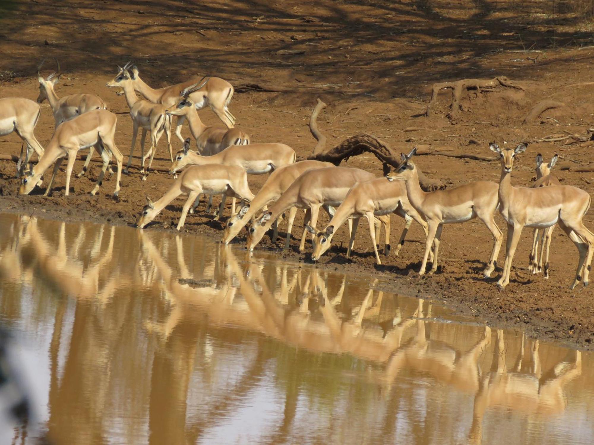 Sable Creek Safari Lodge تزانين المظهر الخارجي الصورة