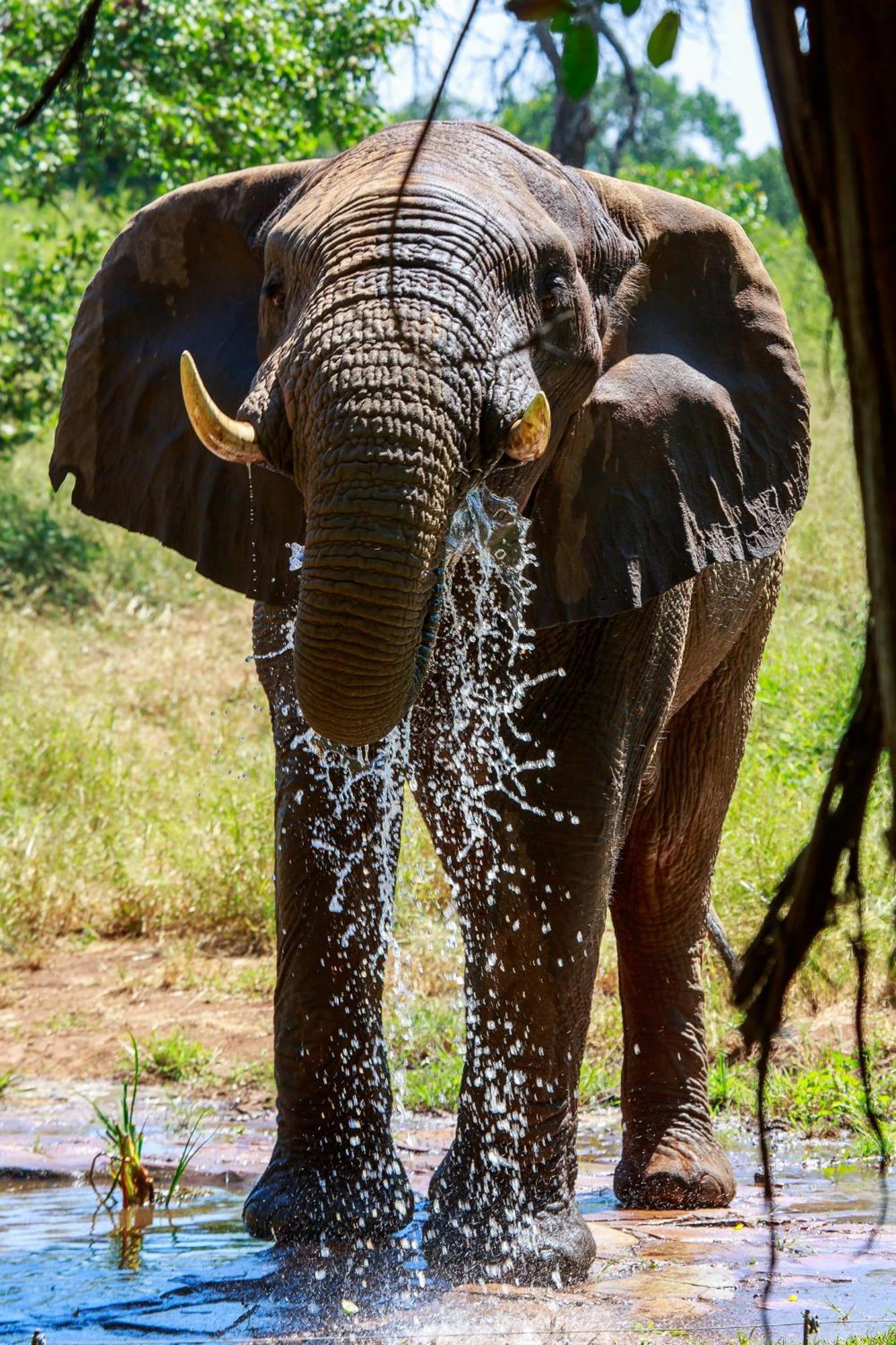 Sable Creek Safari Lodge تزانين المظهر الخارجي الصورة