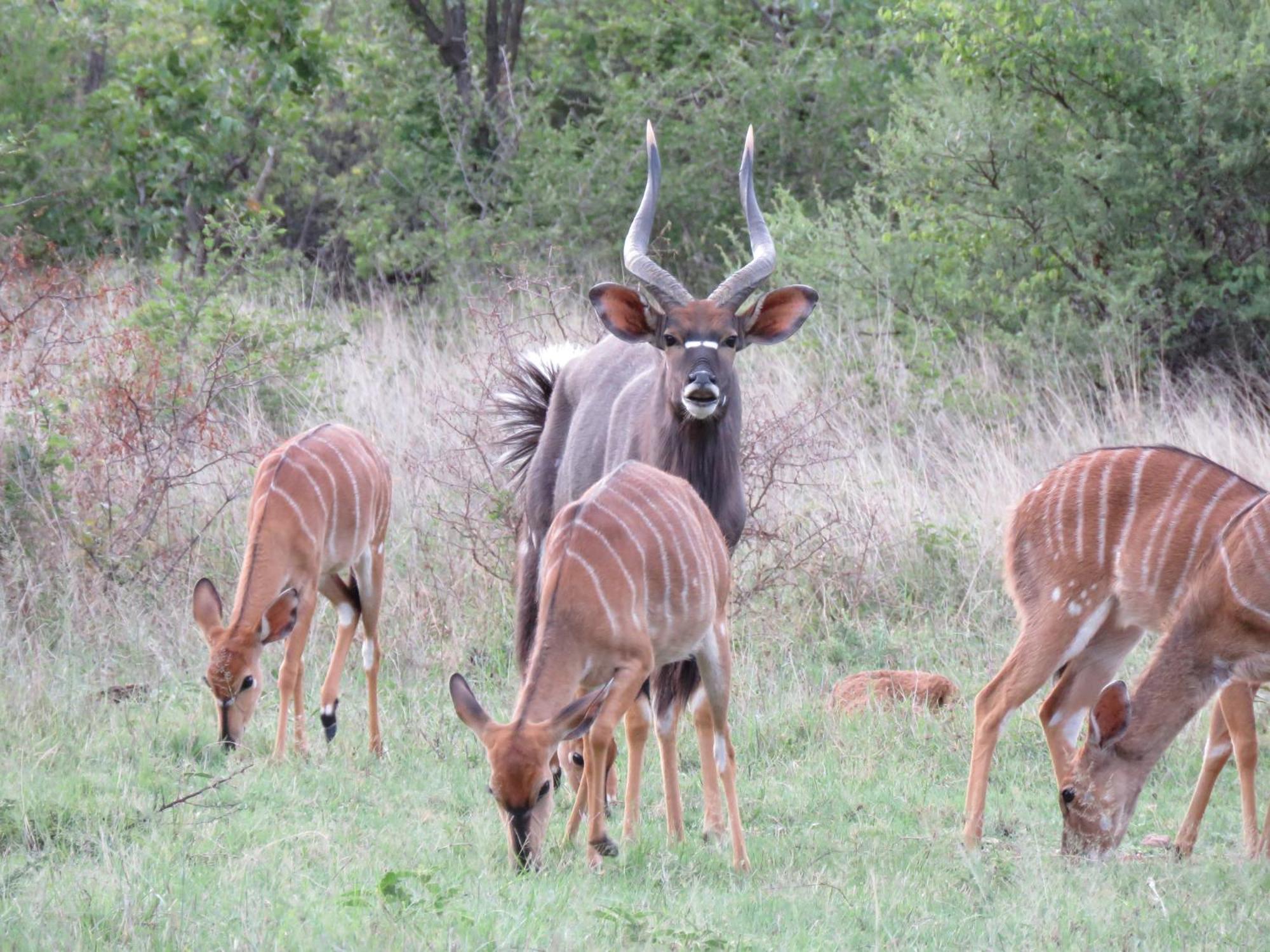 Sable Creek Safari Lodge تزانين المظهر الخارجي الصورة